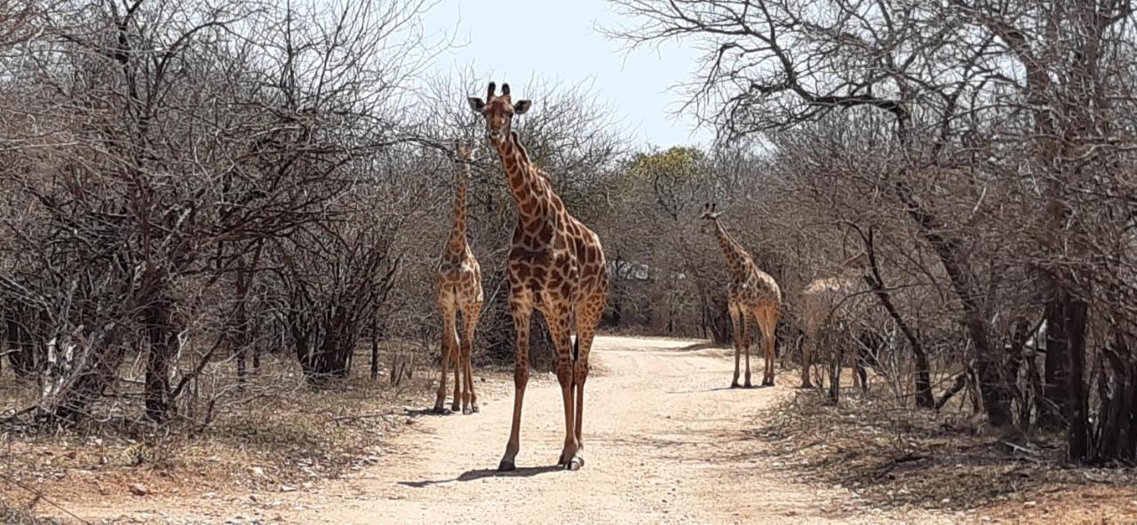 Kruger Riverside Lodge - No Load-Shedding Marloth Park Exterior photo