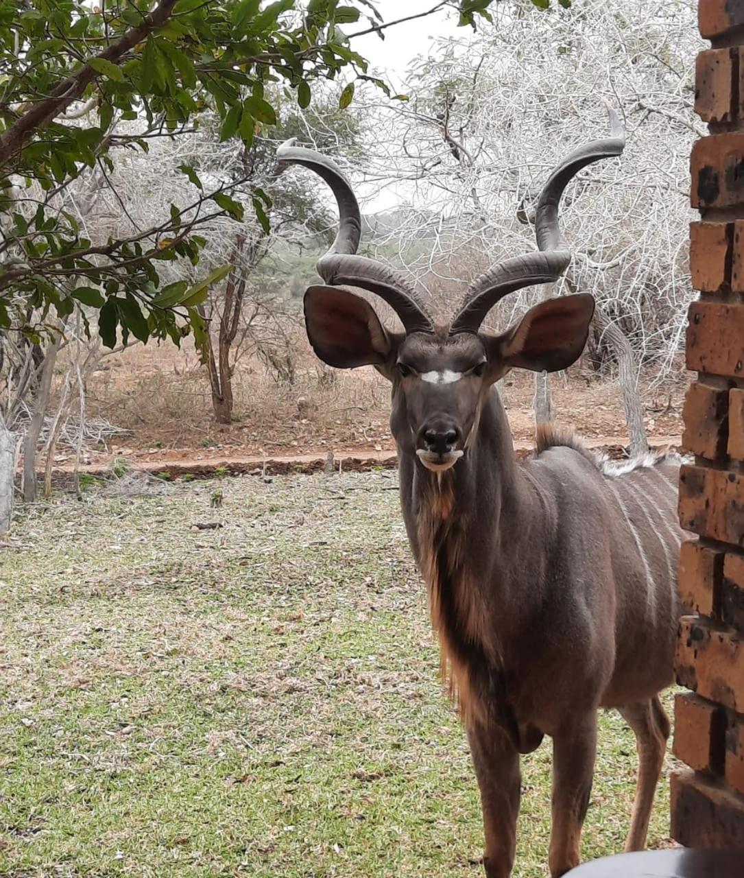 Kruger Riverside Lodge - No Load-Shedding Marloth Park Exterior photo